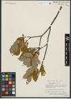 Foto von Salix pyrifolia Andersson